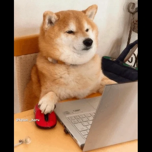 doge, shiba, shiba inu, shiba inu, siba adalah seekor anjing