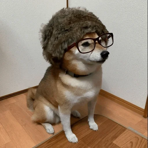 собака, шиба ину, животные, shiba inu