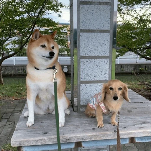 shiba inu, cachorro akita, mini akita inu, siba inu akita inu, shiba inu akita inuu