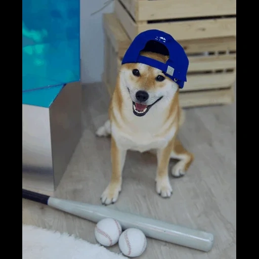 doge, shiba inu, doge собака, shiba inu dog, животные милые