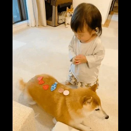 perro, shiba, shiba inu, el perro es un animal, perro japonés