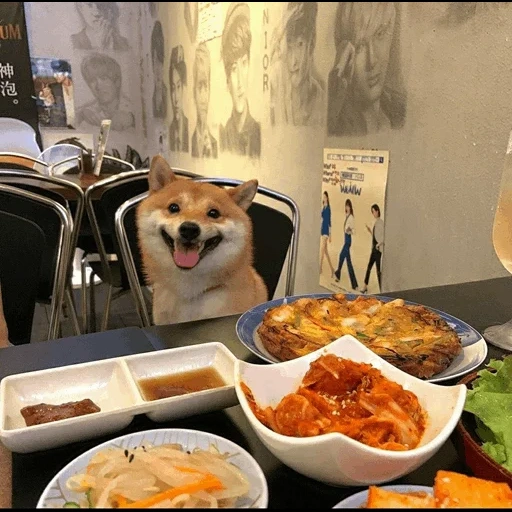 поке, doge, собака, shiba inu, модные собаки