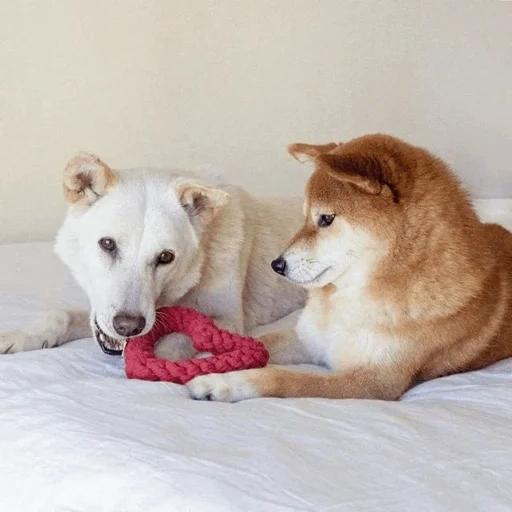 filhote de akita, cachorro akita, filhotes akita inu, a raça akita é, cachorro akita inu