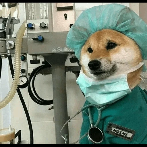 shiba inu, el perro es médico, médico de perros, veterinario, siba inu en el veterinario