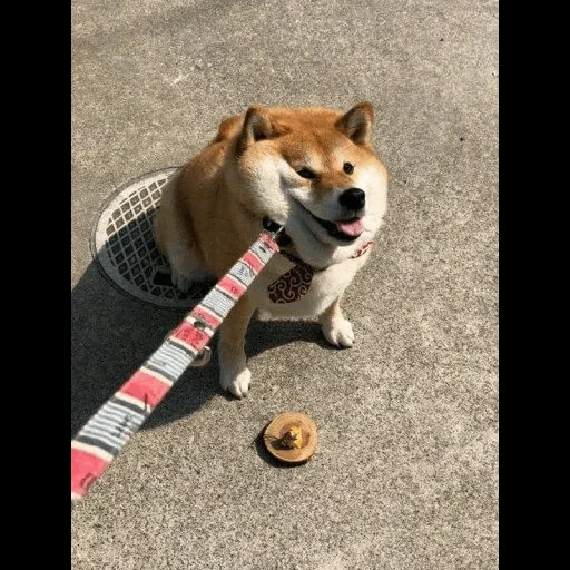 shiba inu, siba inu, shiba inu, chien shiba inu, akita siba inu