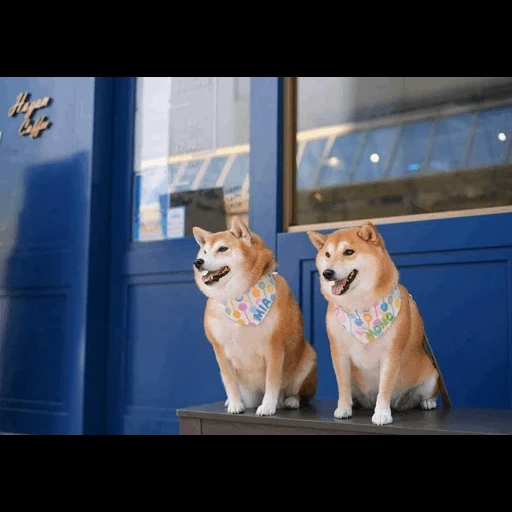 filhote de akita, cachorro akita, filhotes akita inu, akita é um cachorro, akita inu siba inu