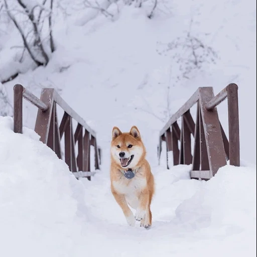 akita, corgi, akita dog, winter siba inu, akita inu puppy snow