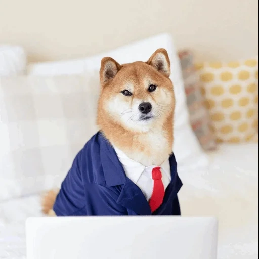 shiba inu, siba inu, shiba inu, siba inu körper, süße tiere