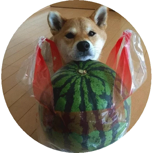 shiba, cabos, shiba inu, corgi watermelon, dog of watermelon
