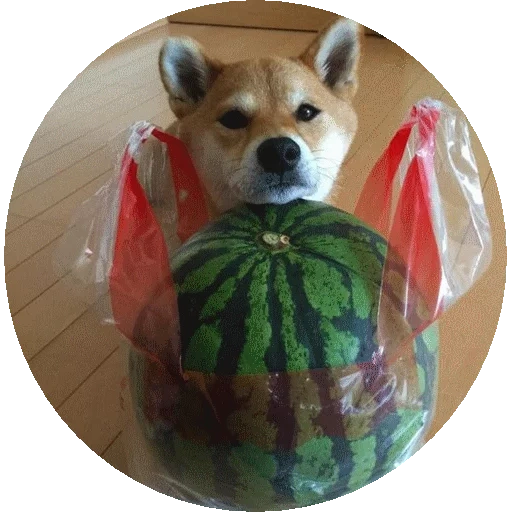 shiba, cabos, shiba inu, corgi watermelon, hund der wassermelone