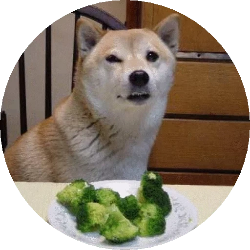 сиба-ину, shiba inu, сиба ину мем, сиба ину doge, shiba inu meme