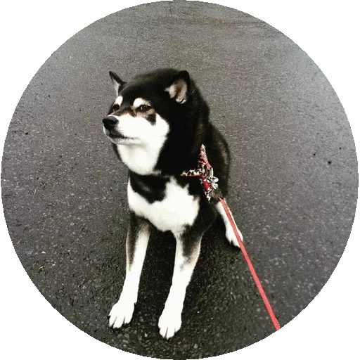 husky, cão de madeira, haschi preto, haschi siberiano, malamute do alasca