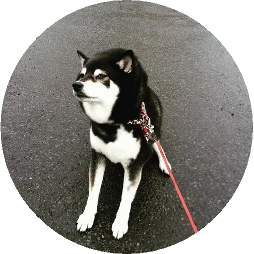 husky, chai perro, black husky, husky siberia, alaskan malamute