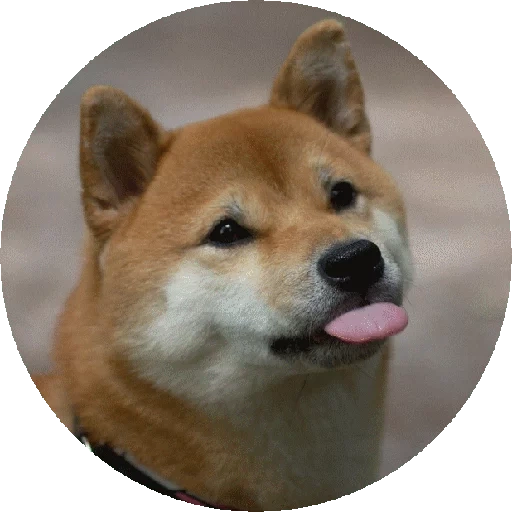 сиба-ину, шиба ину, shiba inu, сиба ину нита, щенки сиба ину