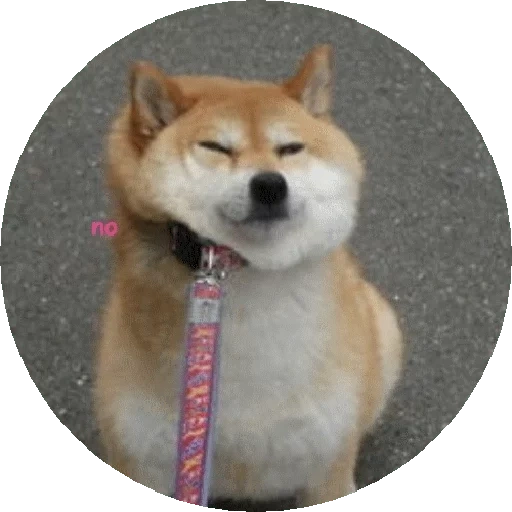 shiba inu, akita inu, shiba inu, der hund von siba inu, japanische rasse von hunden siba inu