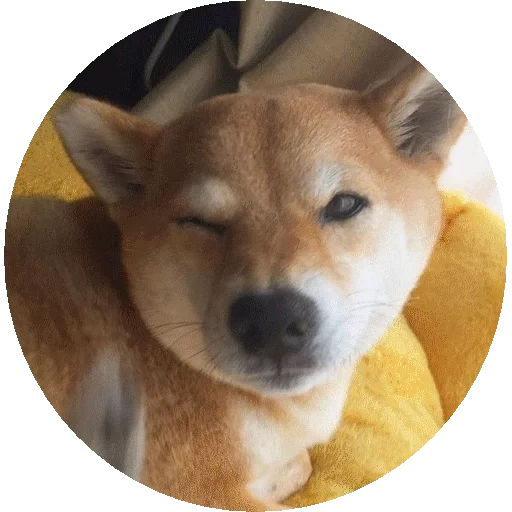 siba inu, shiba inu, siba inu doga, siba ist rot, shiba ist ein hund