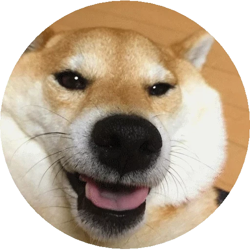 cão de madeira, shiba inu, cidade de akita, modelo de cão akita, chiba dog akita