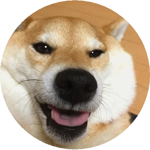 anjing kayu bakar, shiba inu, kota akita, meme anjing akita, anjing chiba akita