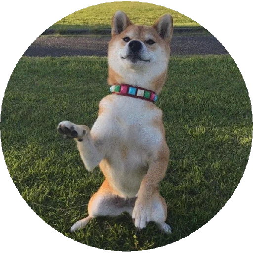 siba inu, akita inu, cane shiba, cane siba, il cane di shiba