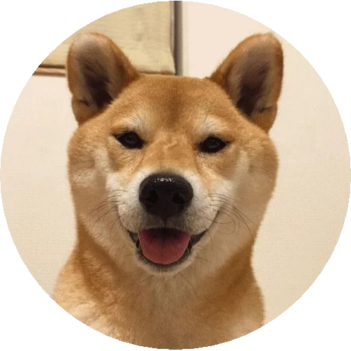 siba inu, shiba inu, chien de shiba, la race de siba est, chien de race de siba