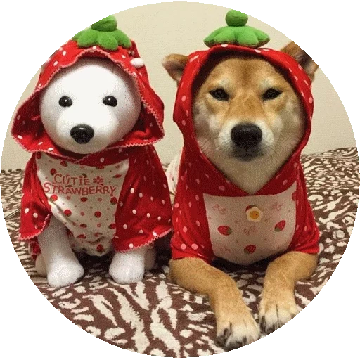 сиба ину, shiba inu, собачка сиба ину, домашние животные, сиба ину акита ину