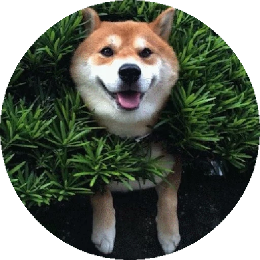 siba inu, shiba inu, siba est un chien, la race de siba est, chien sourit siba inu