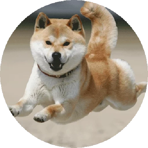 cão de madeira, cão de madeira, cão akita, akita chiba, chiba dog akita