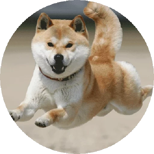 siba inu, shiba inu, akita inu, akita siba inu, siba inu akita inu