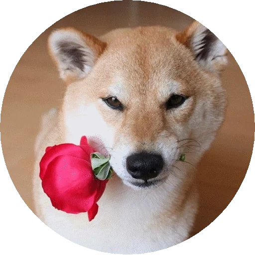 сиба-ину, шиба ину, shiba inu