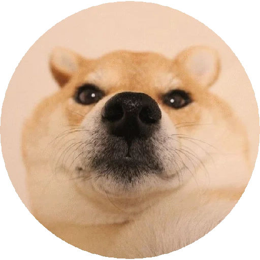 shiba, ину сиба, сиба ину, shiba inu