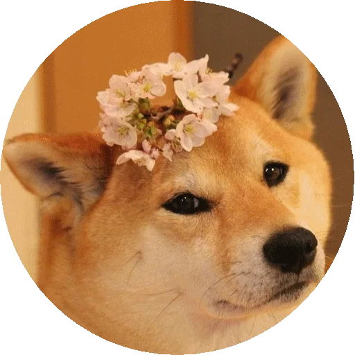 shiba inu, shiba inu, siba inu nita, shiba's dog, the breed of siba is