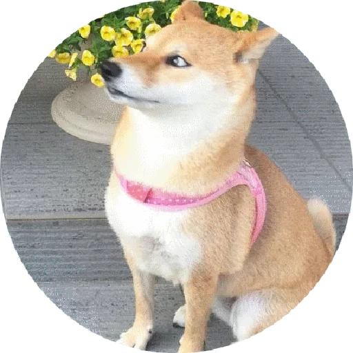 chiba, cão de madeira, cão de madeira, shiba inu, akita chiba