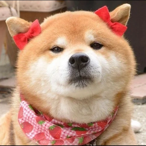 siba inu doga, chien de shiba, le chien de siba est, siba inu akita inu, race de chiens siba inu