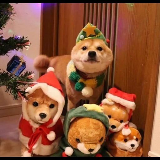 anjing, pohon natal corgi, anjing mainan, hewan lucu, hewan peliharaan