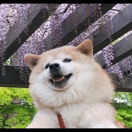 akita, akita inu, akita dog, epic doge meme, akita inu the breed of dogs