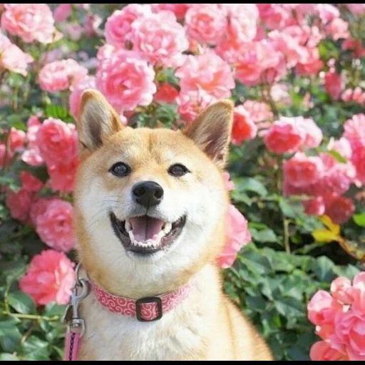 chai perro, shiba inu, chiba akita, flor de perro akita, chiba akita perro