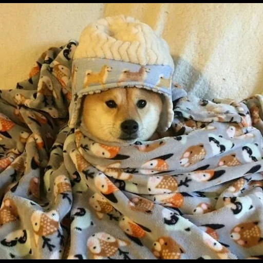 doge, anjing, shiba inu, persahabatan hewan, hoodies yang indah dengan anjing