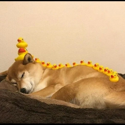dog, dogs, animals, shiba inu, sleeping dog