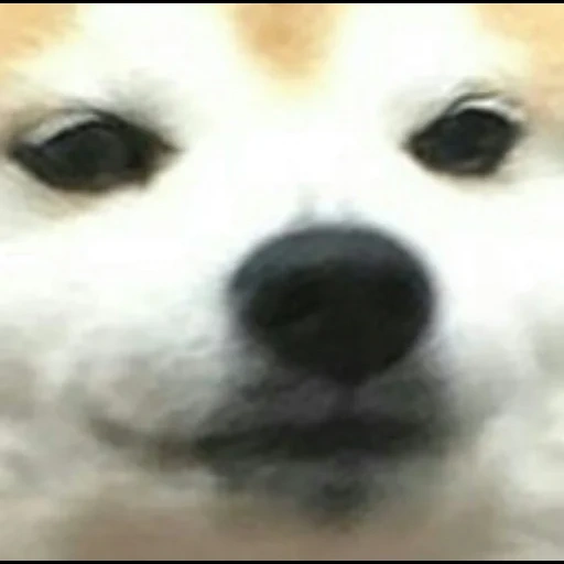 doge, собака, shiba inu, грустный doge, fortunate son мемы