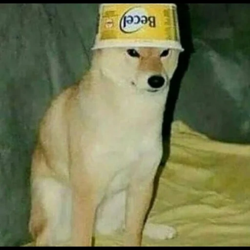 cão, doge, cão, shiba inu, shiba inu meme