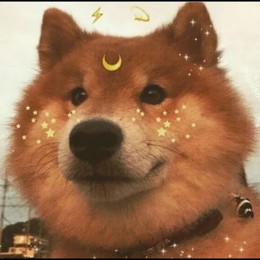 chai perro, shiba inu, perro akita, perro chai, cachorro chai