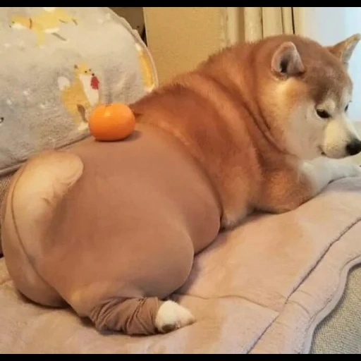 shiba inu, meme di shiba inu, cane grasso, fat akita inu, akita è grassa