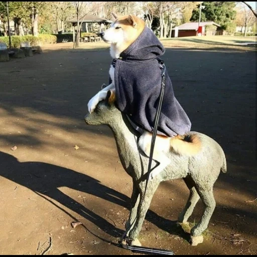 a donkey, legs, girl ishaka, drunk horse, the horse is cowboy