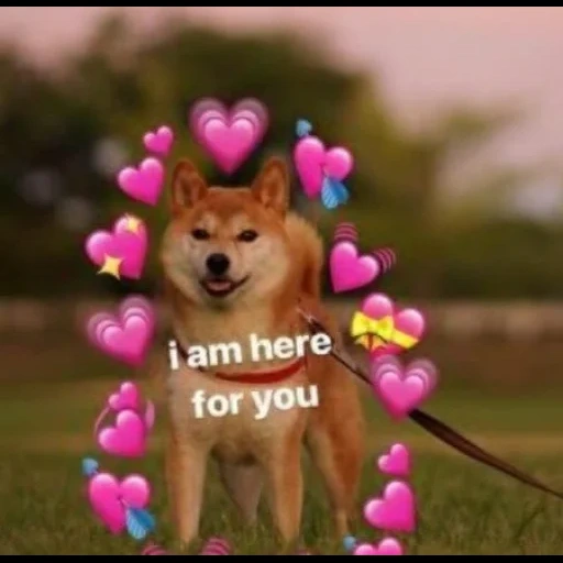 dog, dog, shiba inu, the animals are cute, wholesome memes