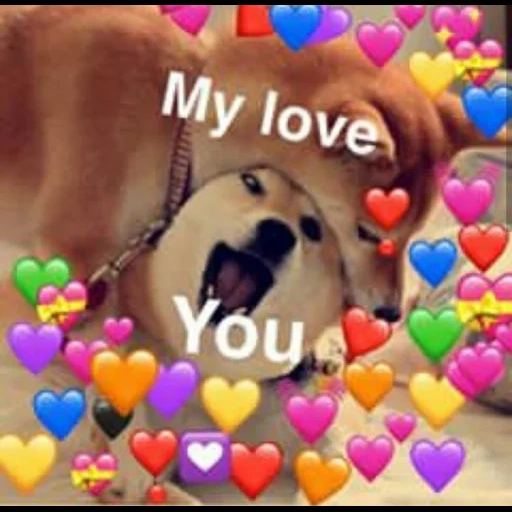 lovely dogs, my love memes, the animals are cute, the dogs are beautiful, dogs with hearts