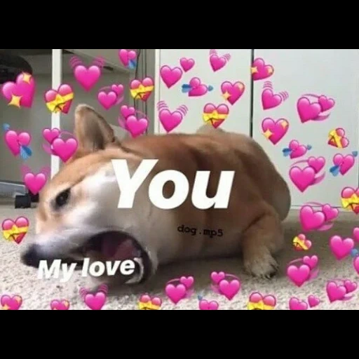 dogs are cute, cute cats, animal memes, cute animals, cat i love you