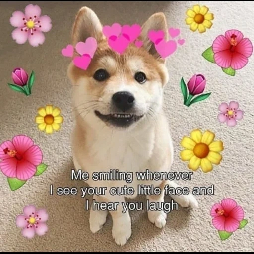 siba inu, the animals are cute, wholesome memes, siba is a dog, shiba's dog