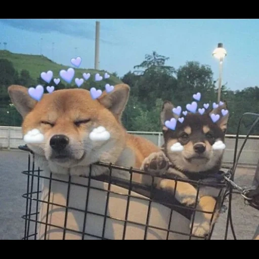 les animaux sont mignons, akita siba inu, le chien de siba inu, siba inu akita inu, akita et un sourire de chien