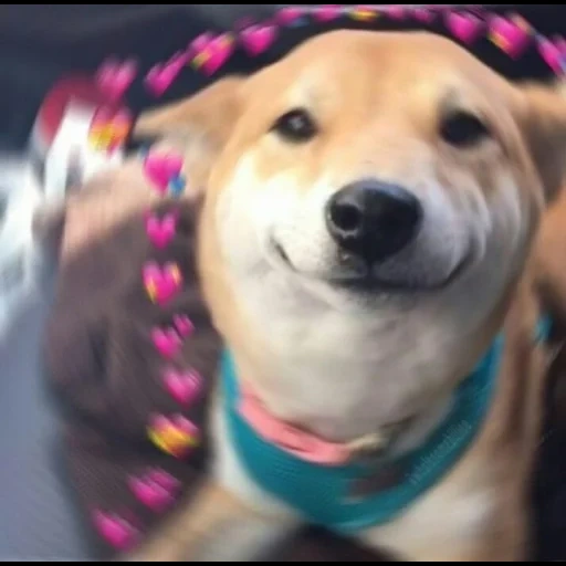 shiba inu, shiba inu dog, sorriso de cachorro, memes sobre cães, animais fofos