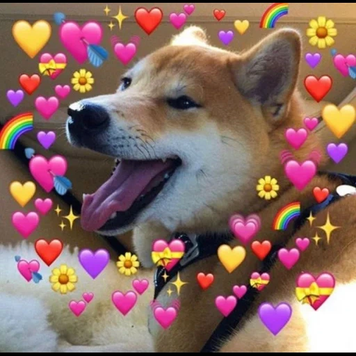 animal, perro akita, animal lindo, wholesome memes love, el animal más lindo